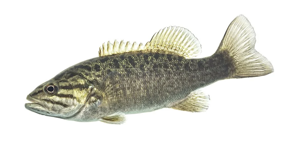 Smallmouth Bass (Micropterus dolomieu)
Photographed at Gavins Point National Fish Hatchery.

Photo: Sam Stukel, USFWS