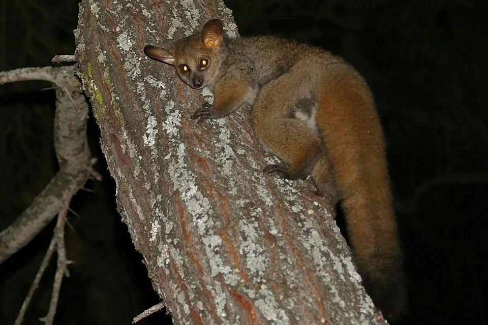 Thick-tailed bushbaby in Letaba Camp, Kruger NP, SOUTH AFRICA