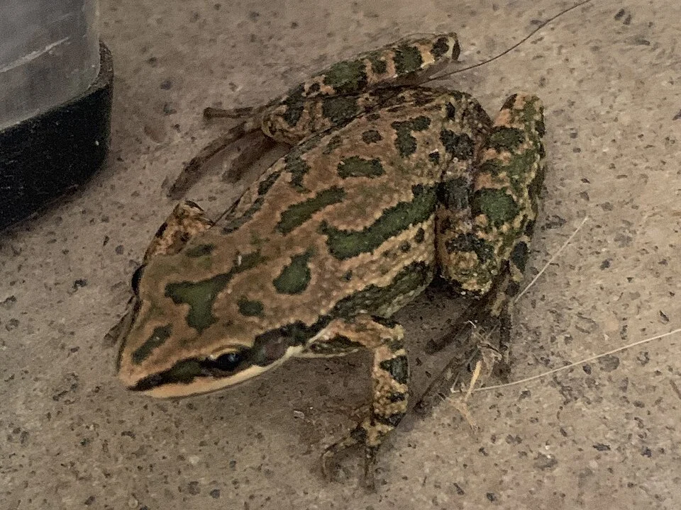 Spotted Chorus Frog (Pseudacris clarkii). Species of amphibian.