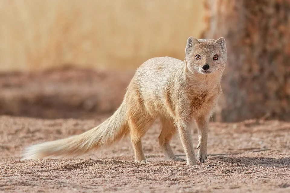 Yellow mongoose in Khomas Region, Namibia