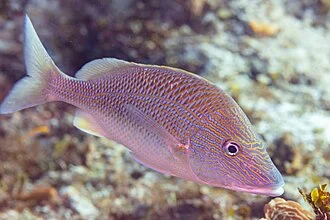 White grunt (Haemulon plumierii), Cozumel, Mexico