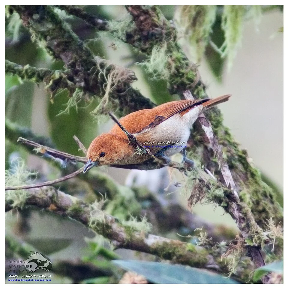 Cinnamon Ibon seen in the wild. Photo by Adri Constantino of Birding Philippines.