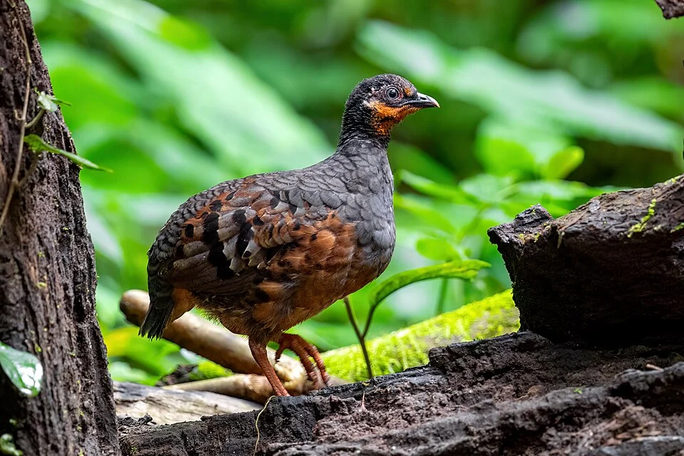 Chestnut-bellied Partridge