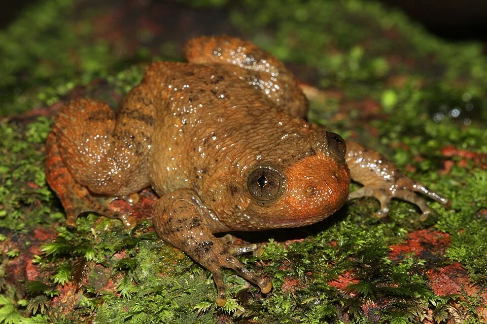 frog from india