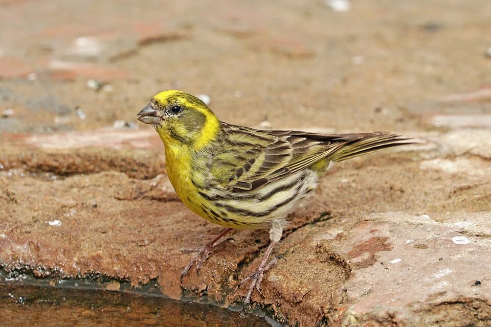 European serin (Serinus serinus) male, Souss-Massa National Park, Morocco