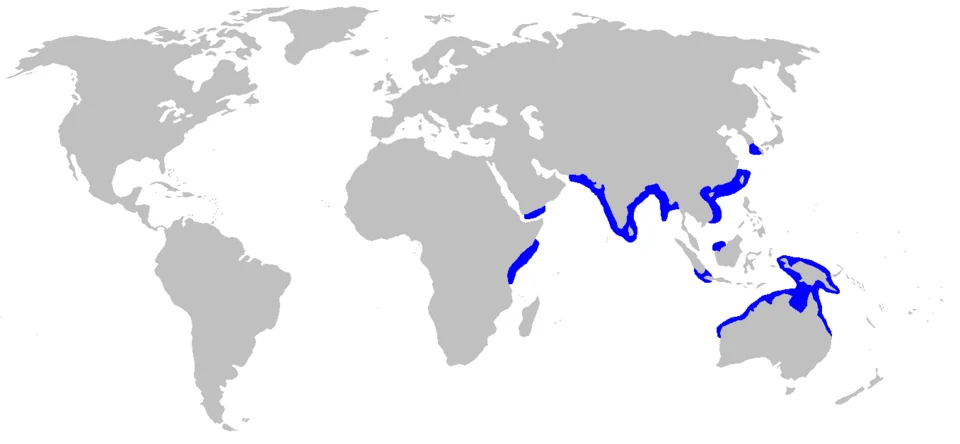 Distribution map for Carcharhinus macloti, based on Last, P.R.; Stevens, J.D. (2009). Sharks and Rays of Australia (second ed.). Harvard University Press. pp. 266–267.