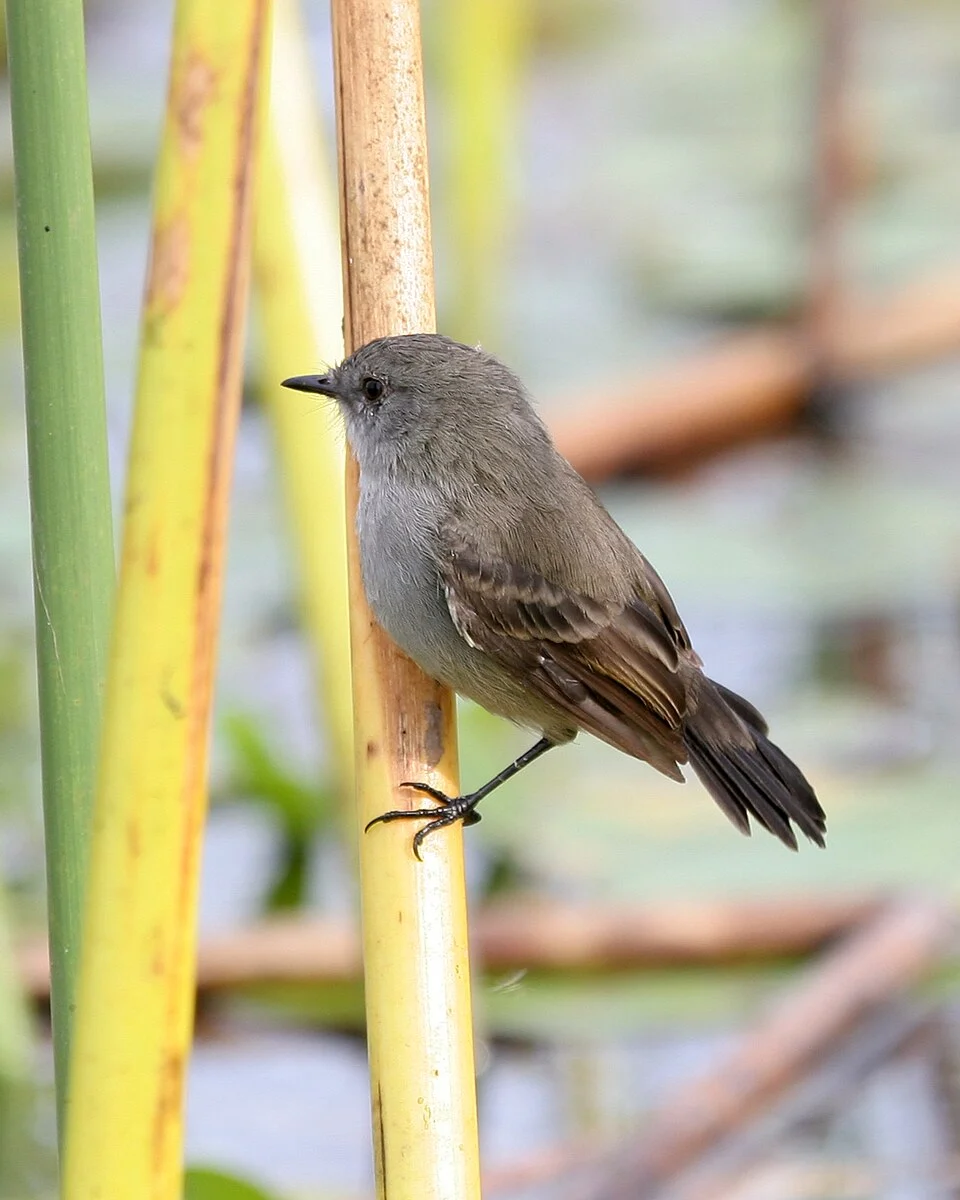 Sooty Tyrannulet 
Serpophaga nigricans
8th. April 2006
Entre Rios, Argentina

Distribution: <a href="http://www.bsc-eoc.org/avibase/avibase.jsp?pg=natureserve&lang=EN&id=8A90BDBADCA59B87&ts=1180867180843">www.bsc-eoc.org/avibase/avibase.jsp?pg=natureserve&la...</a>