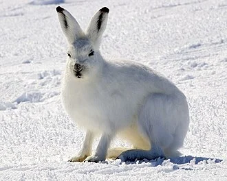 Arctic Hare Lepus arcticus, Rankin Inlet, Nunavut, Canada