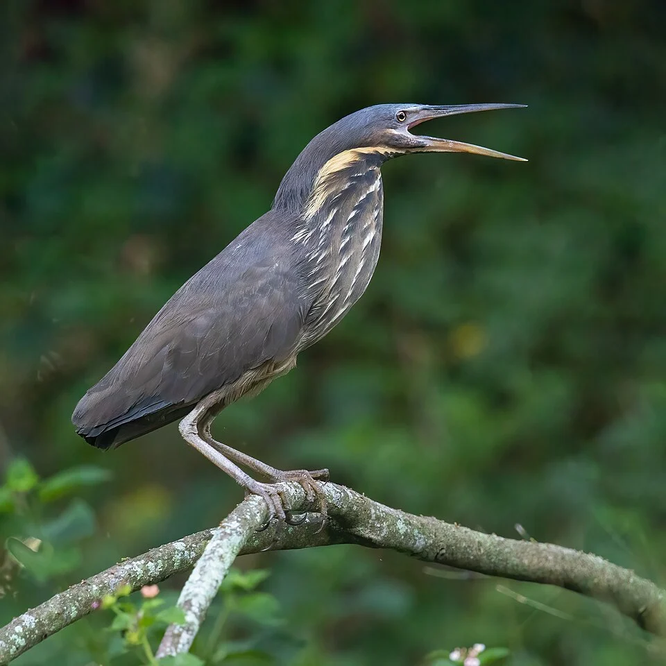 Black Bittern (Ixobrychus flavicollis). Warriewood Wetlands, New South Wales