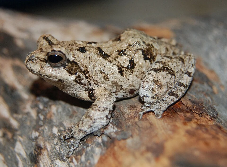 Keller's Bubble-nest Frog (Chiromantis kelleri)