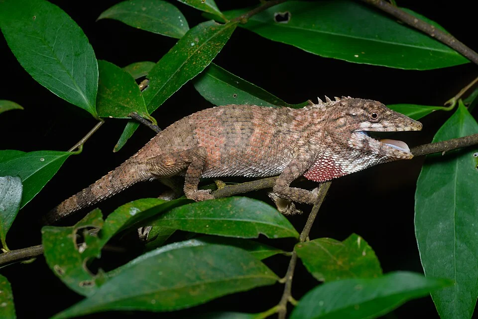 Flower’s long-headed lizard (Pseudocalotes floweri). Khao Khitchakut National Park, Thailand. The specimen in this photo is the first record of P. floweri in Thailand since 1912.