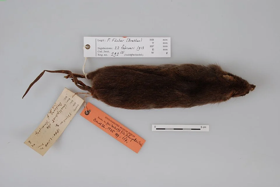 Rattus steini