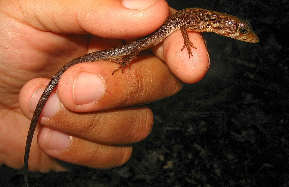 Common Venezuelan water teiid (Neusticurus racenisi) in Brazil