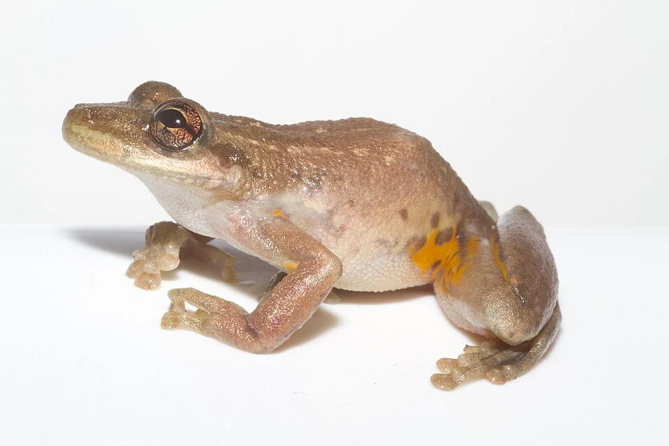 Scinax ruber photographed by Brian Gratwicke