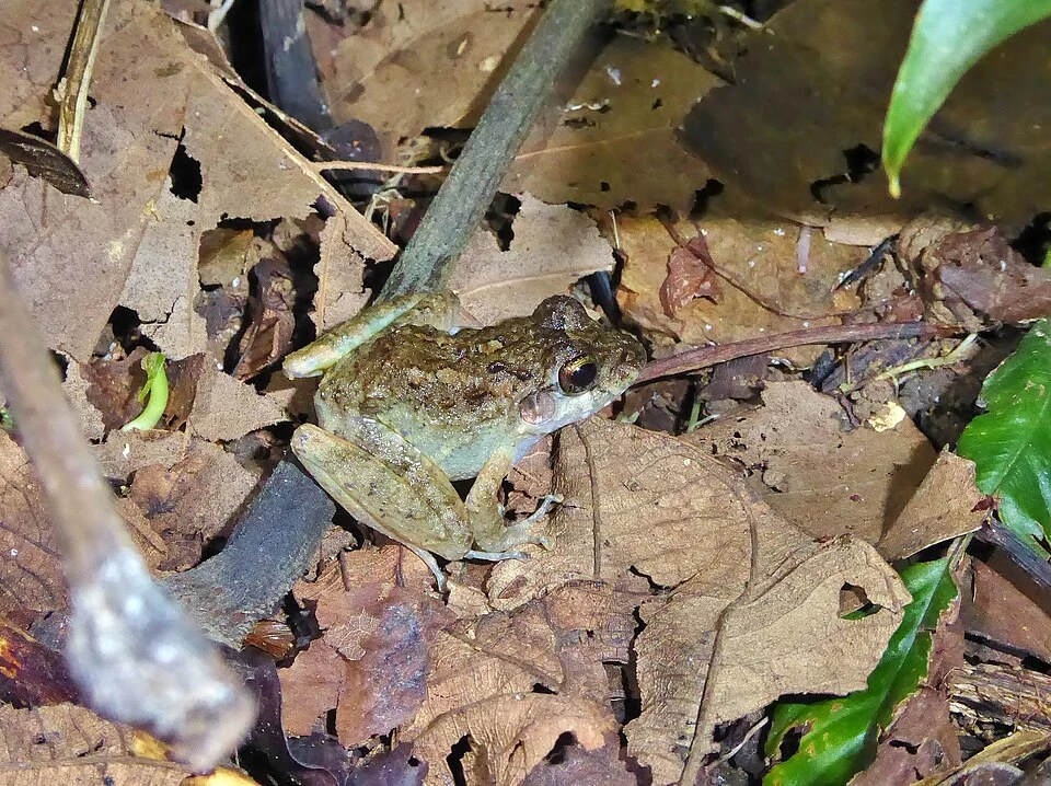 Espíritu Santo Streamside Frog (Craugastor charadra)