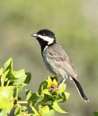 An adult Grey Tit at Namaqua National Park, Northern Cape, South Africa.