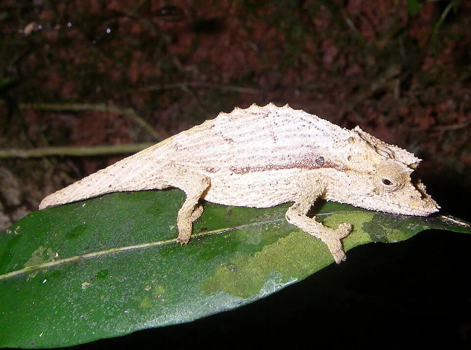 Brookesia nasus (Chamaeleonidae); Ranomafana National Park, Madagascar