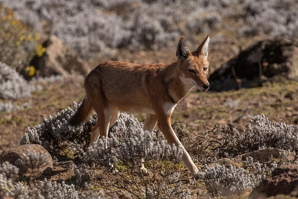 Ethiopian wolf (Canis simensis citernii) with Helichrysum citrispinum, Sanetti Plateau, Ethiopia