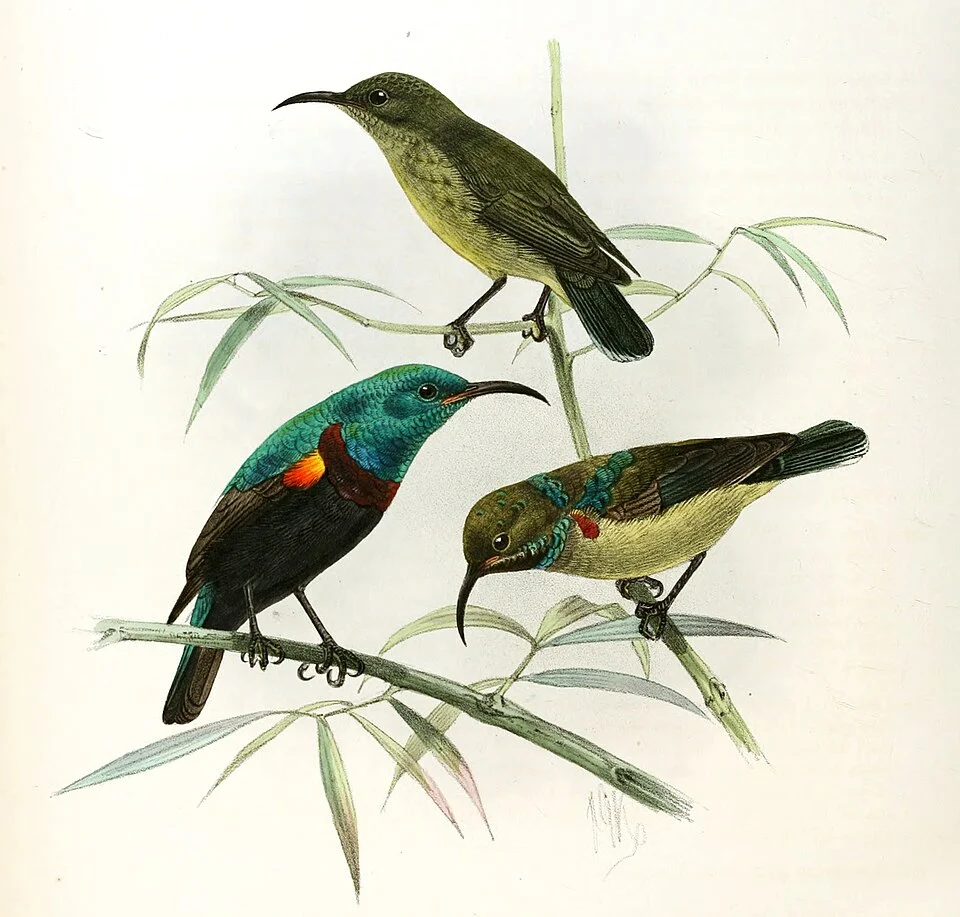 'Cinnyris comorensis