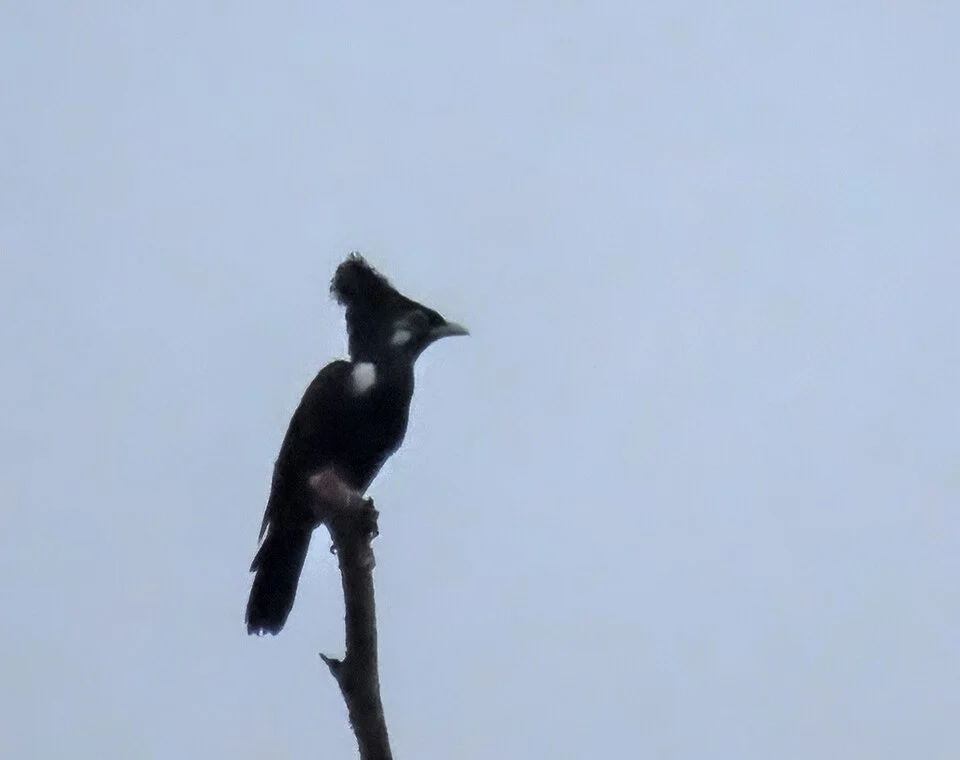 Long-crested Myna (Basilornis corythaix) in Indonesia