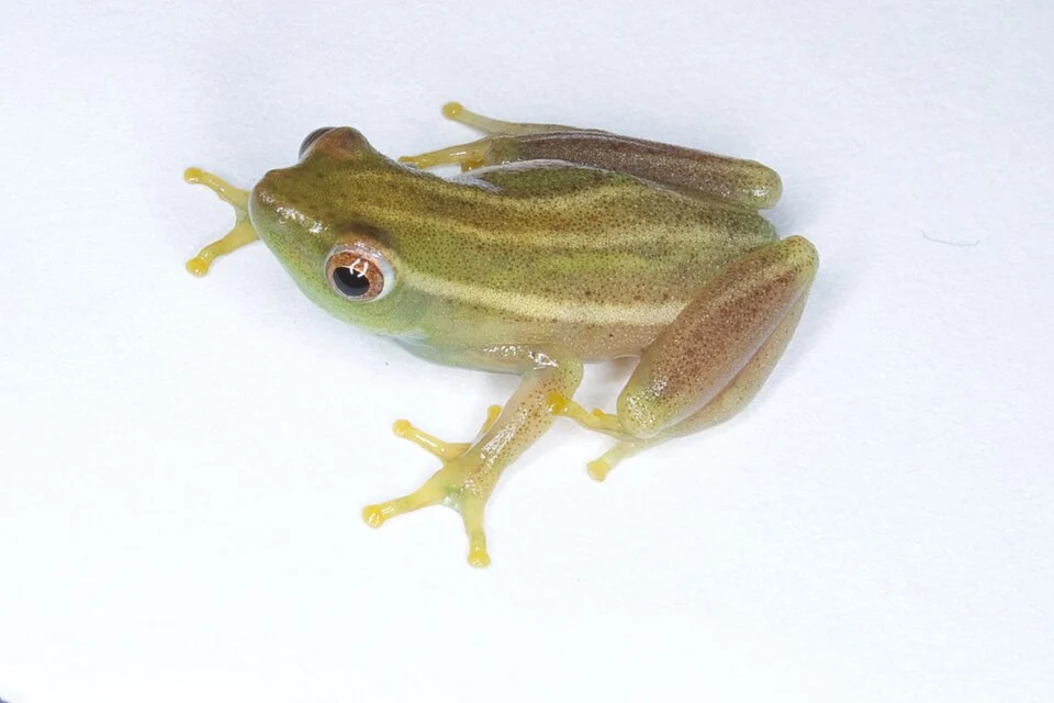 None (Hyperolius benguellensis); image from matched species article