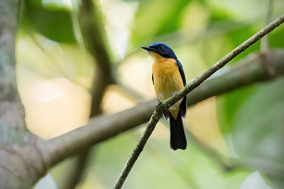 Bornean Blue Flycatcher, Danum Valley Conservation Area