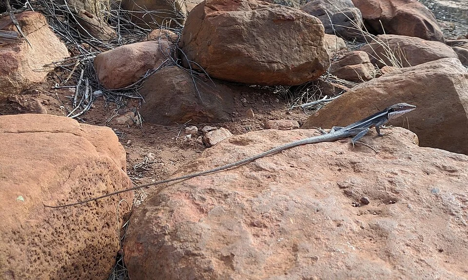 Long-nosed Water Dragon (Gowidon longirostris)