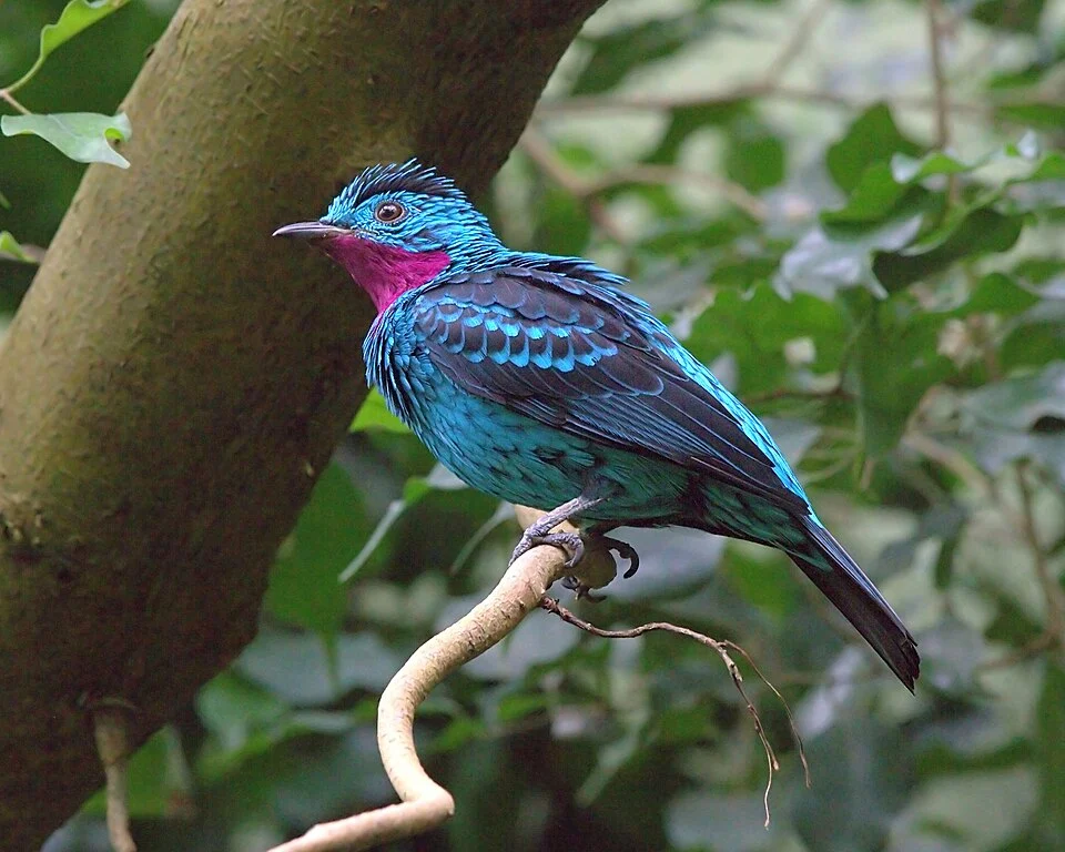 Spangled cotinga at the Cincinnati Zoo