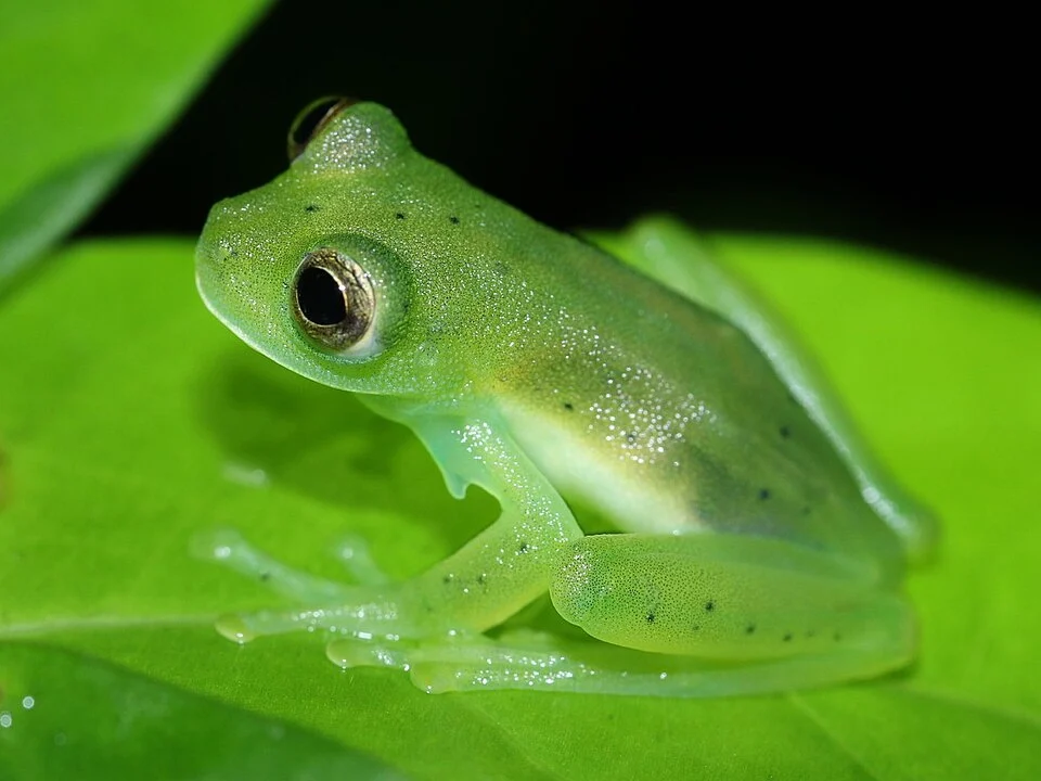 Andes Giant Glass Frog (Espadarana andina). Species of amphibian.