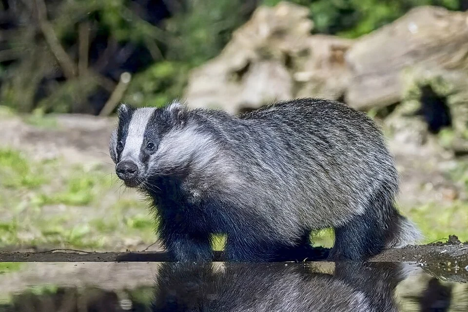 European badger (Meles meles taxus), Drenthe, Netherlands