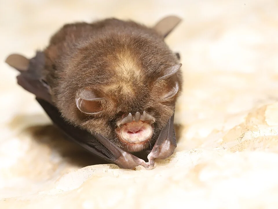 Dong Bac's Trident Bat (Aselliscus dongbacanus) in Bắc Kạn, Vietnam. Photo by iNaturalist user "spacegecko". Original iNaturalist observation here: https://www.inaturalist.org/observations/260221129