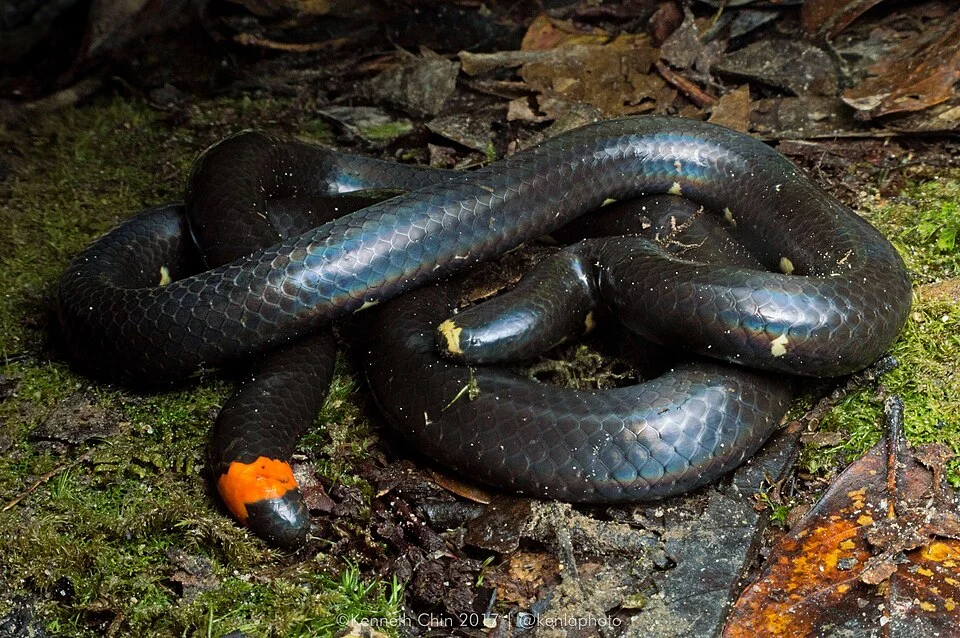 Mountain Pipe Snake (Anomochilus monticola). Species of reptile.