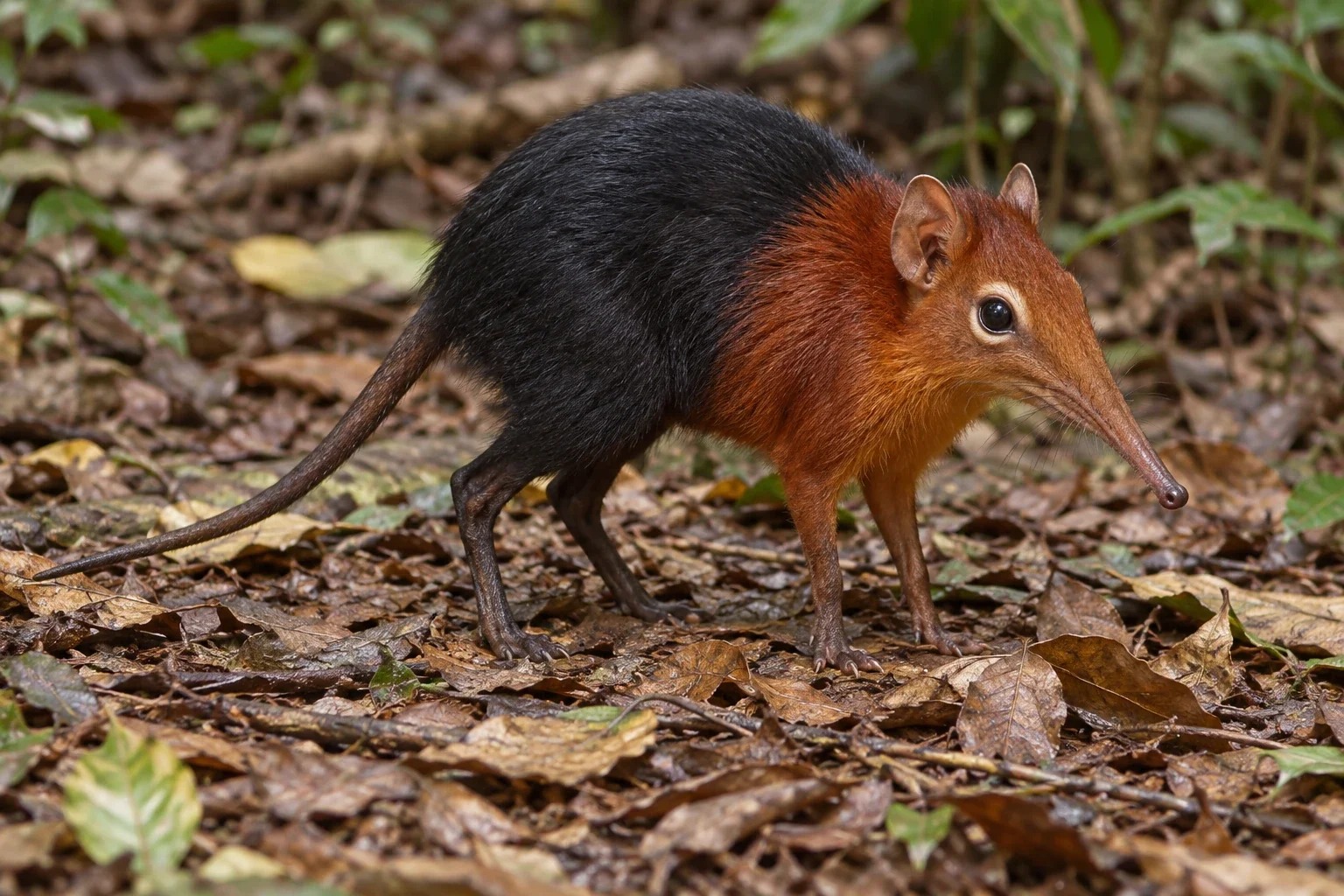 Modern AI interpretation of black and rufous sengi.