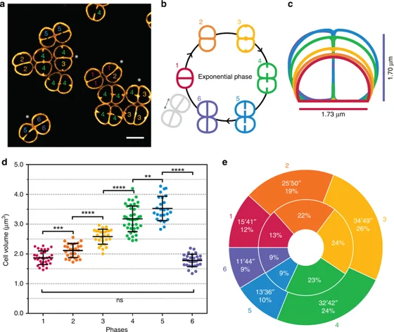 Deinococcus radiodurans Nile Red membrane imaging with cell-cycle diagrams and measurements, Floc’h and coauthors2019 figure1