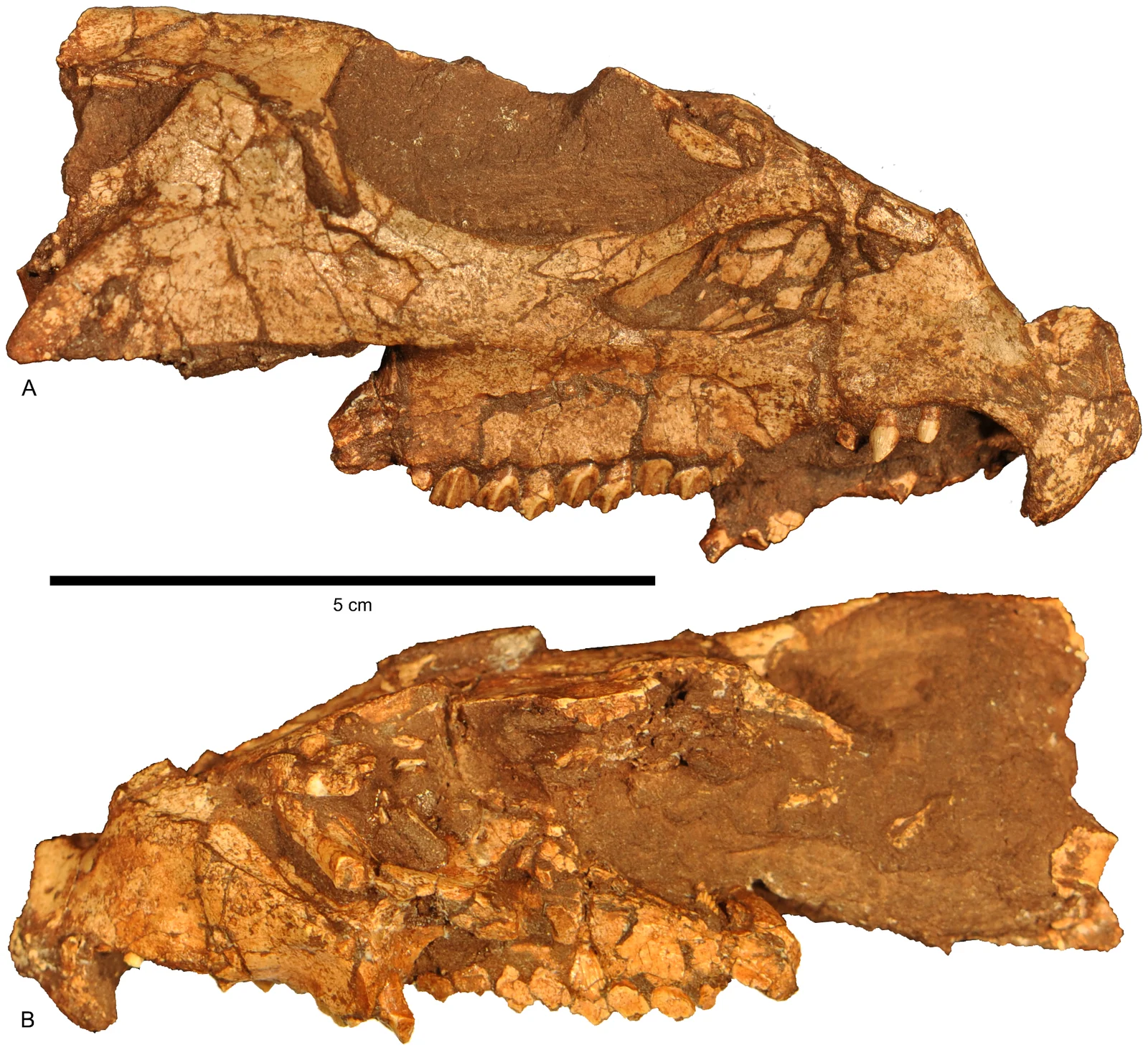 Two lateral photographs of holotype cranium OMNH 34557; 5 cm scale.