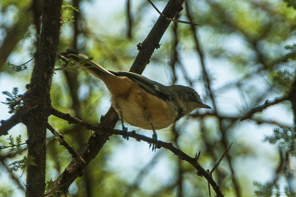 Banded Warbler - Lake Manyara - Tanzania_7999
