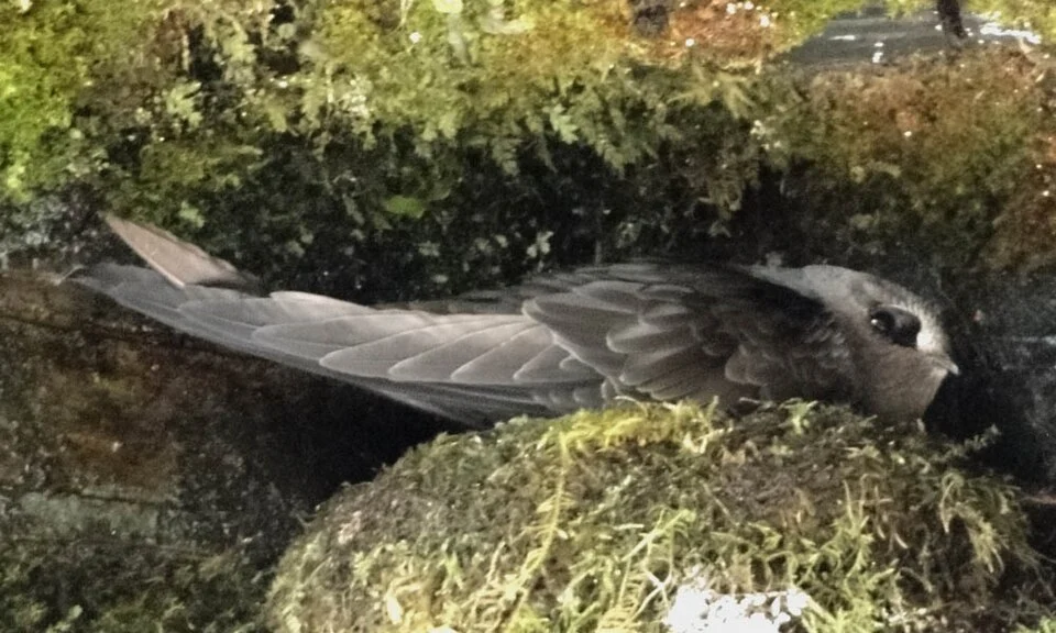 Photo taken July 24, 2011 by Terry Gray; Black Swift (Cypseloides niger), adult; Fern Falls, Yellowdog Creek, Idaho.