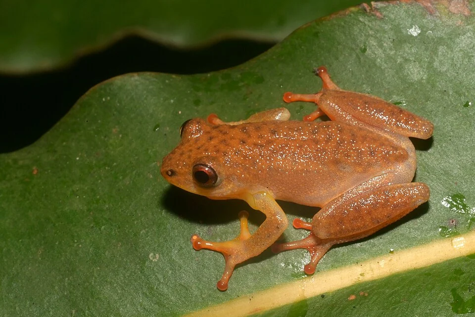 Hyperolius ruvuensis in Pwani, Tanzania. Photo by Marius Burger. Original iNaturalist observation here: https://www.inaturalist.org/observations/220221806