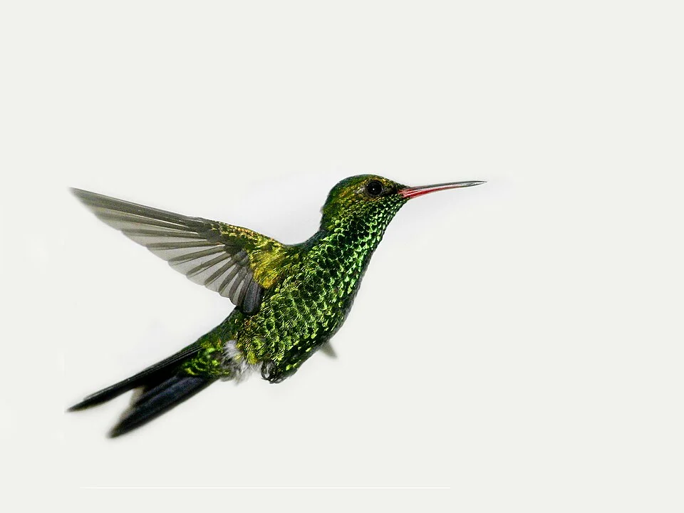 Fork-tailed Emerald (also known as Canivet's Emerald). A male from Utila, Honduras.