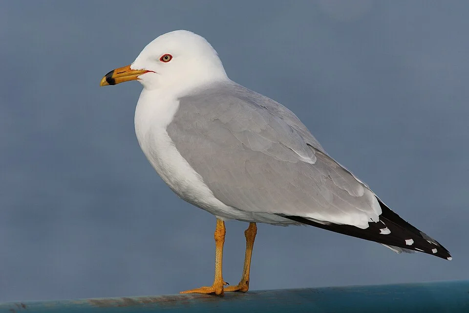 breeding adult Ring-billed Gull (Larus delawarensis) in Toronto, Ontario, Canada