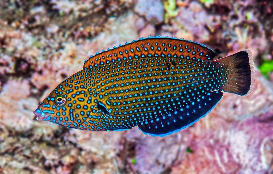 (EN) Blue-spotted wrasse - (FR) Labre constellé
Anampses caeruleopunctatus initial phase, Réunion Island