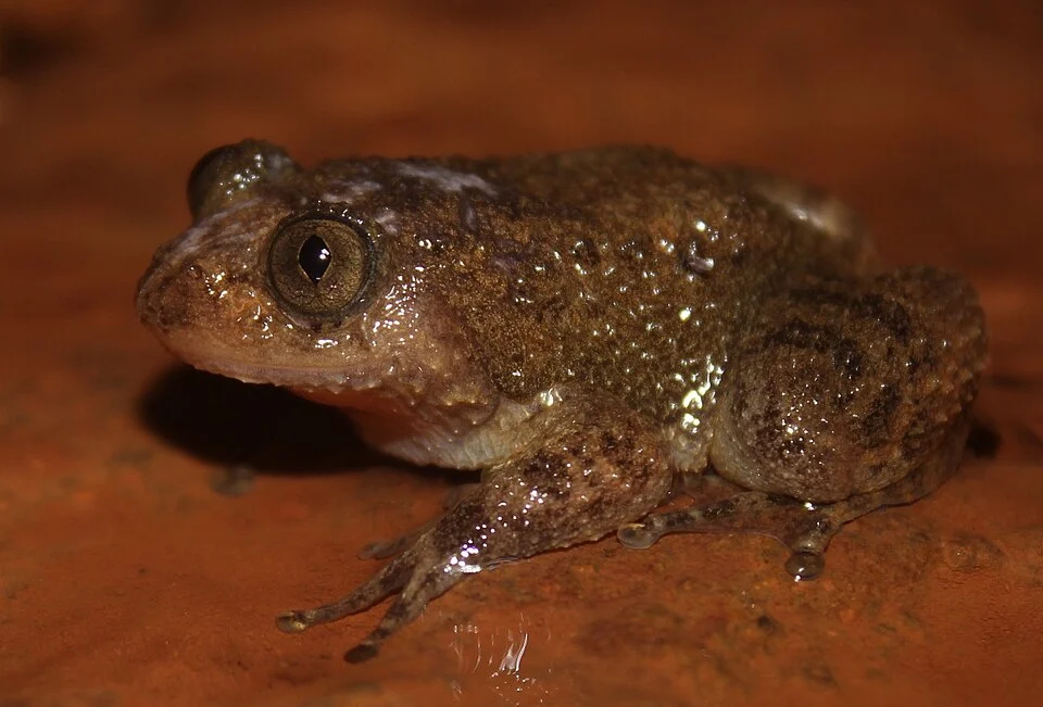 Bombay night frog (Nyctibatrachus humayuni)