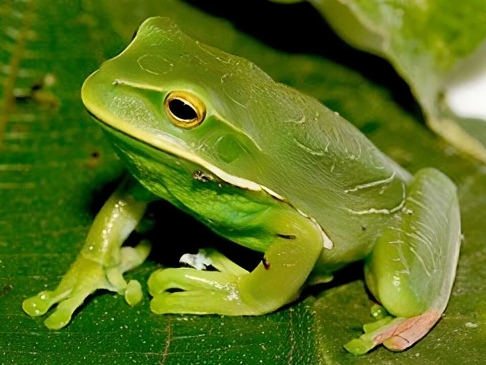 Species of anurans recorded on PARNASO. Gastrotheca albolineata.
