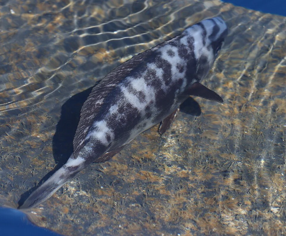 Schedophilus ovalis, Azores, Portugal