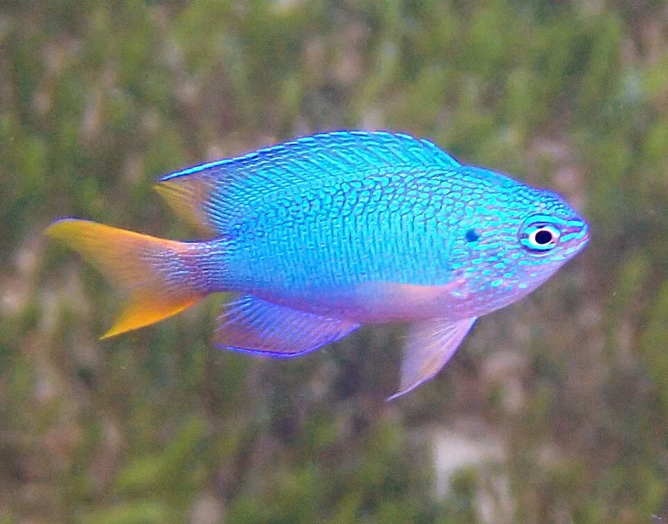 Photo of Peacock Damsel (undefined) uploaded from iNaturalist.