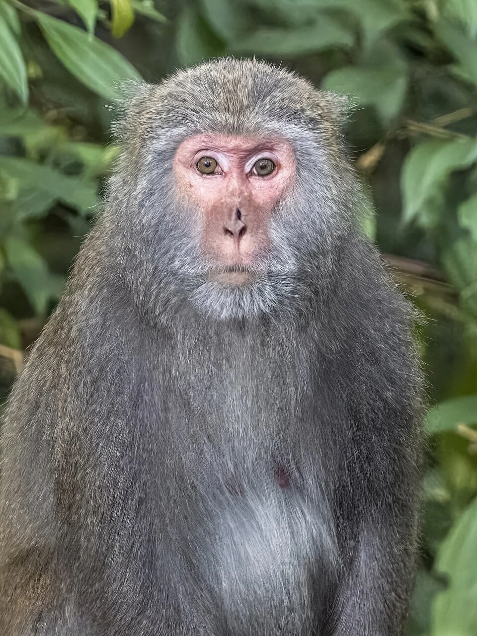 Taiwanese macaque (Macaca cyclopis) female, Yangmingshan National Park, Taiwan