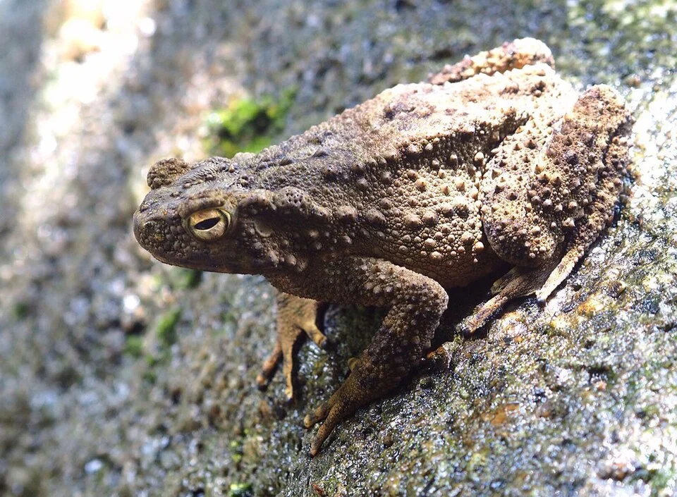 An Asian Giant Toad from Nakhon Si Thammarat, Thailand