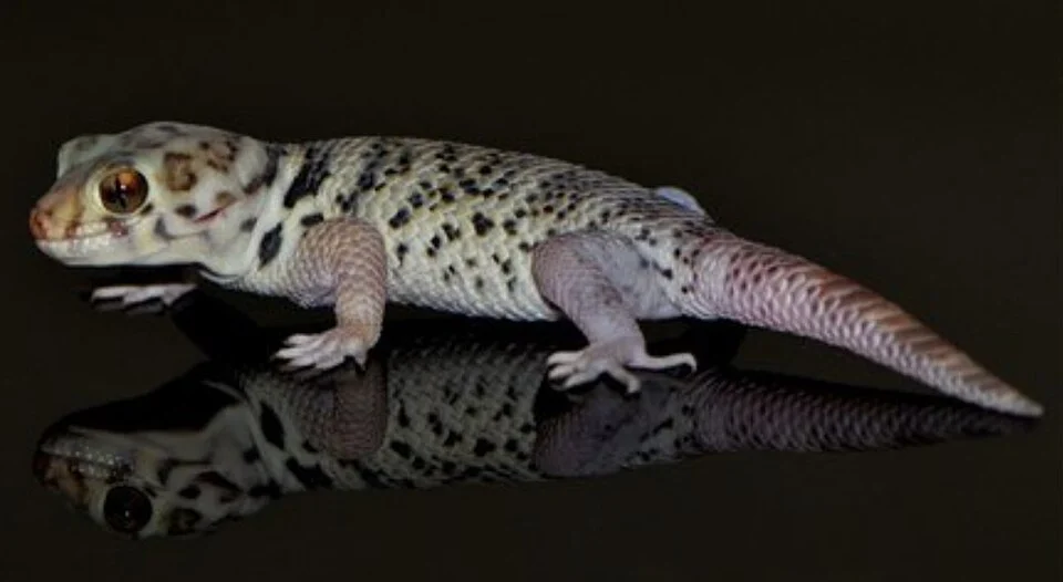 Teratoscincus roborowskii, commonly called the Tibetan wonder gecko or Turpan wonder gecko