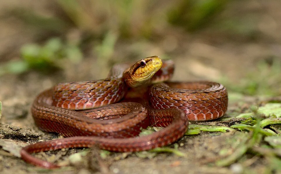 Herpetoreas sieboldii, a species of grass snake in the family Colubridae, is endemic to South Asia and Myanmar.