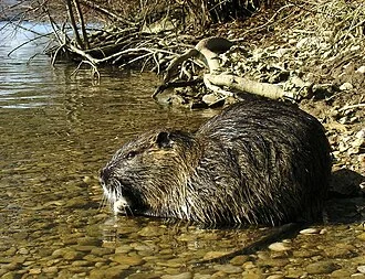 Nutria - (Latin name: Myocastor coypus) in its habitat - river Ljubljanica, Slovenia.